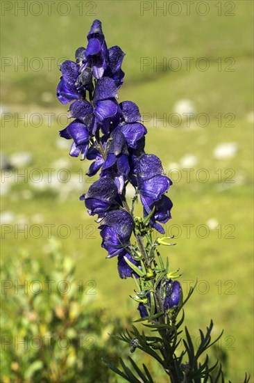 Monkshood