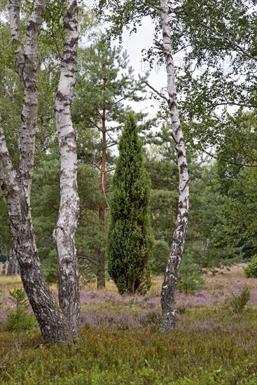 Heathland