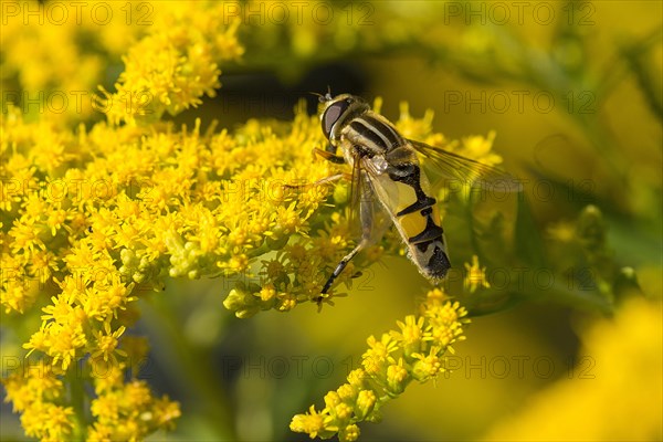 Hoverfly