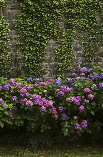 Hortensias