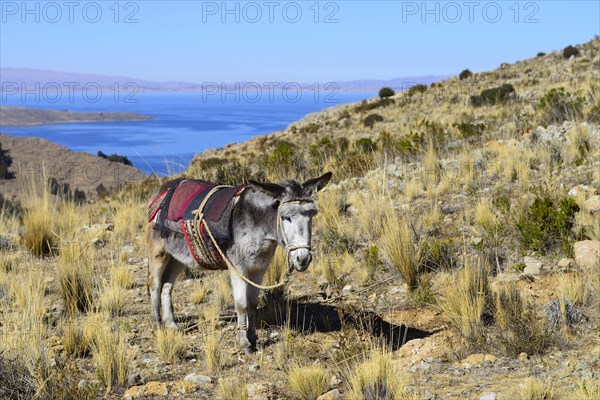 Donkey tied to leg with halter and seat blankets