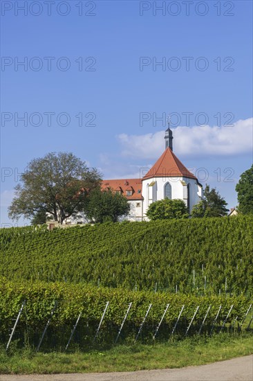 Vineyard with Vogelsburg with church Mariae Schutz