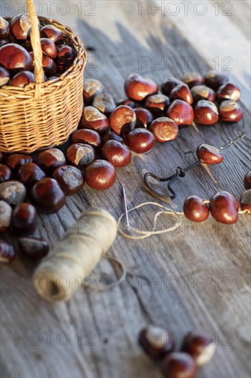 Chestnut string with seeds of the common sweet buckeye