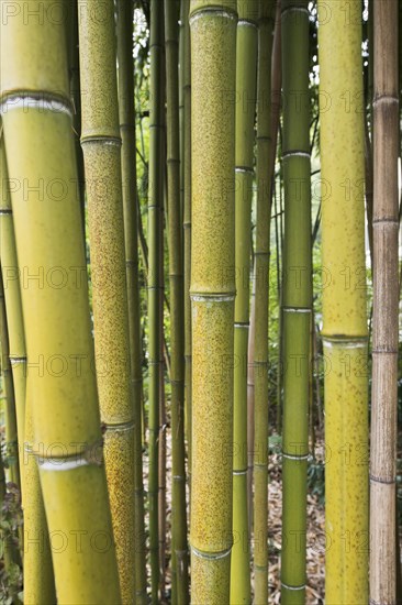 Bamboo