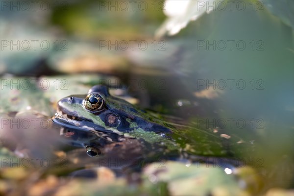 Green frog