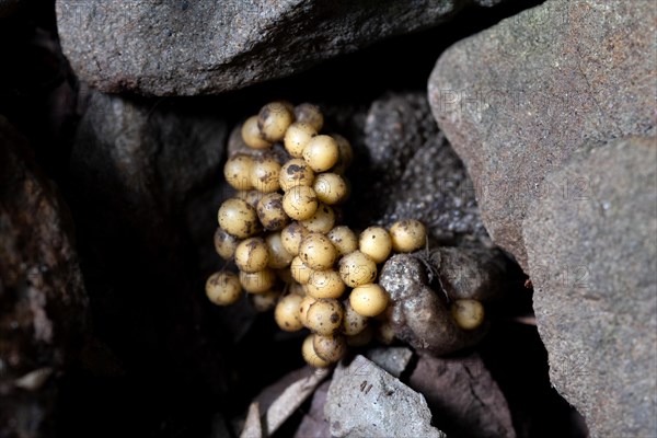 Common midwife toad