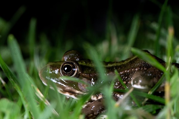 Marsh frog