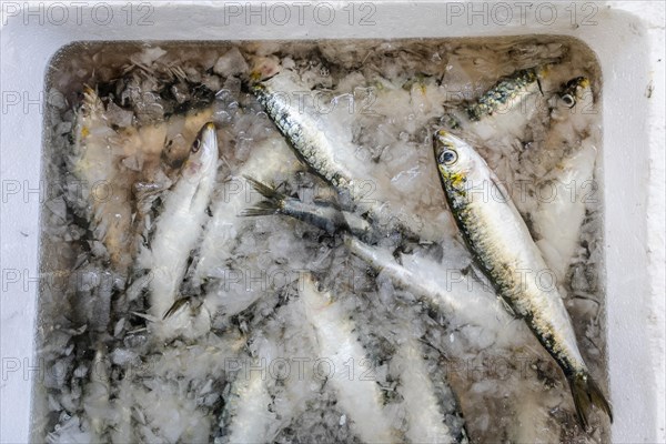 Fresh sardines sold on the traditional market in Zambujeira do Mar