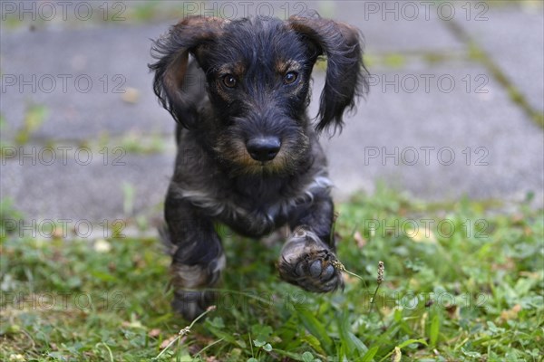 Wire-haired dachshund