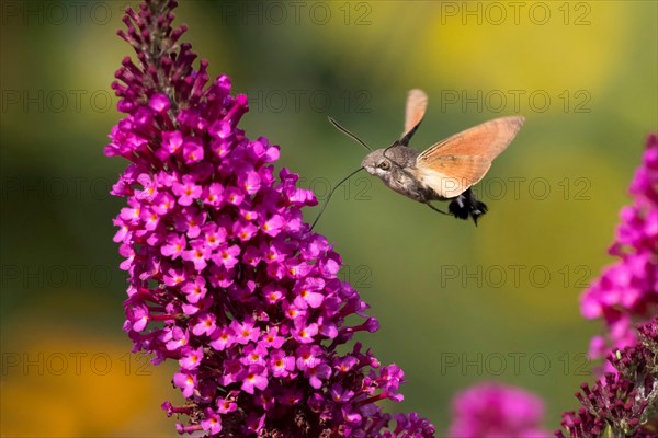 Hummingbird hawk-moth