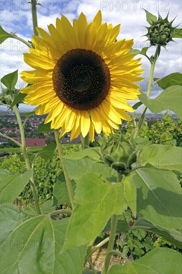 Sunflower