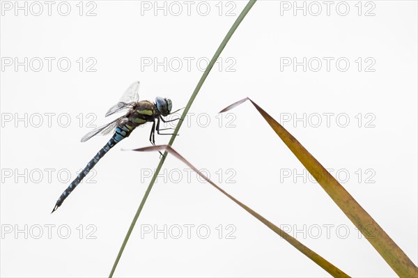 Migrant Hawker