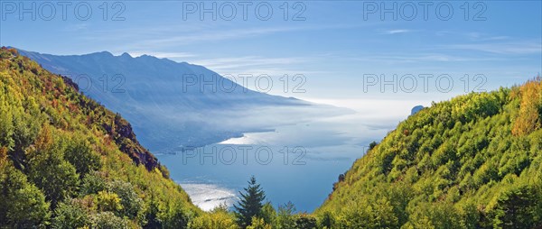 Mountain forest