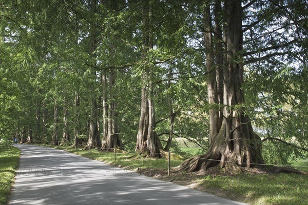 Coast redwoods