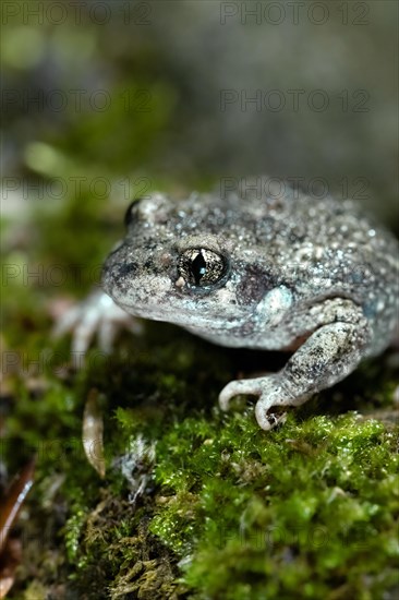 Common midwife toad