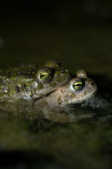 European green toad