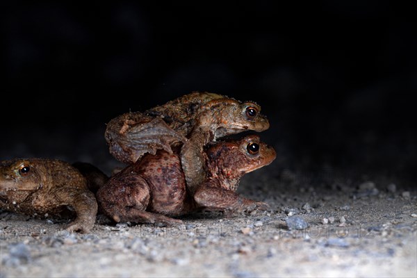 Common toad