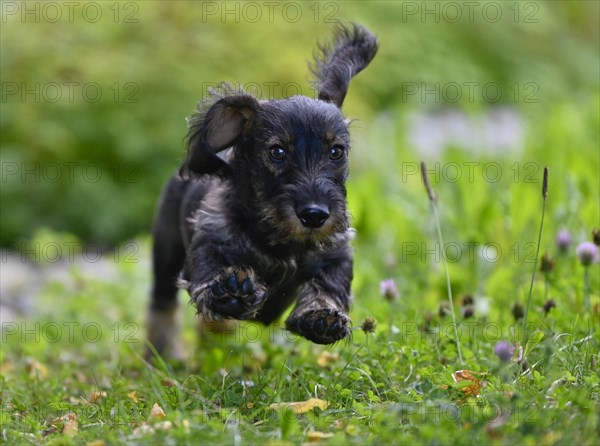 Wire-haired dachshund