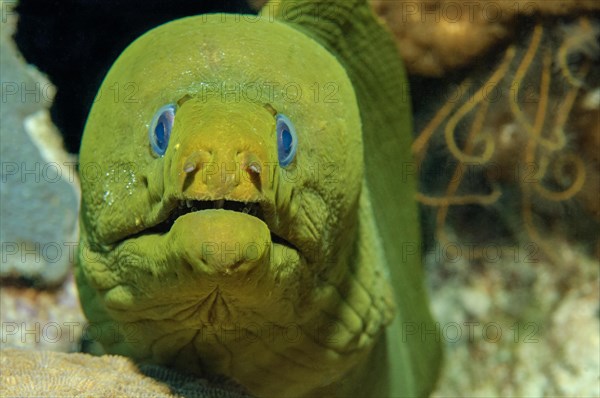 Green moray