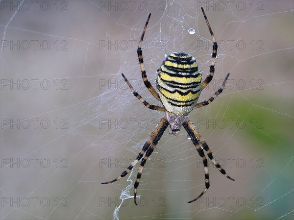 Wasp spider