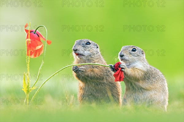 European ground squirrel