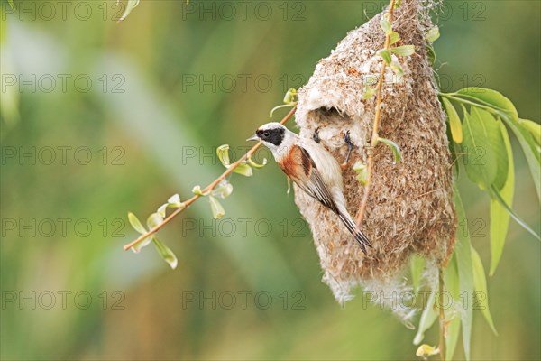 Eurasian Penduline Tit