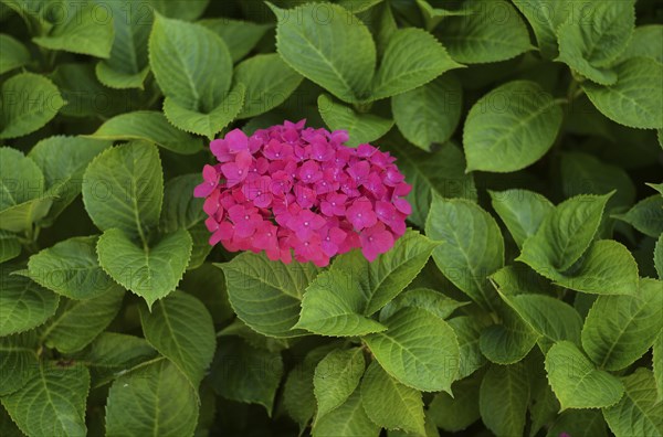 Hydrangea