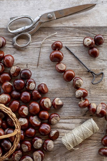 Chestnut string with seeds of the common sweet buckeye