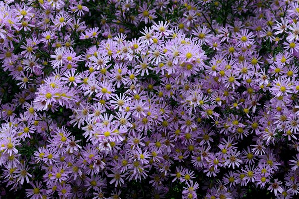 Flowering autumn asters