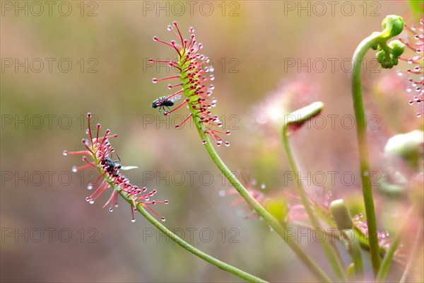 Oblong leaved sundews