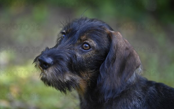 Wire-haired dachshund