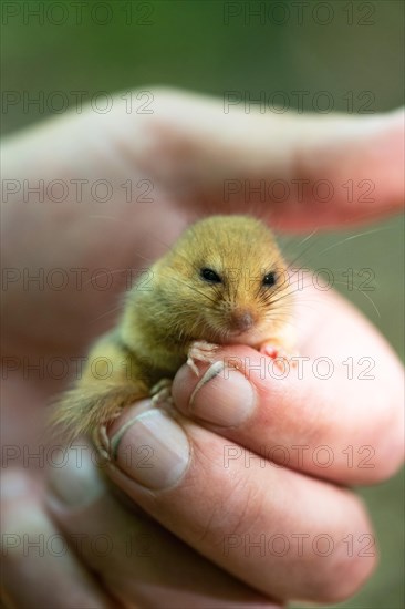 Hazel dormouse