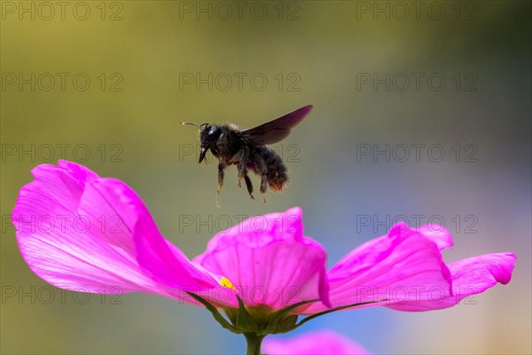 Violet carpenter bee