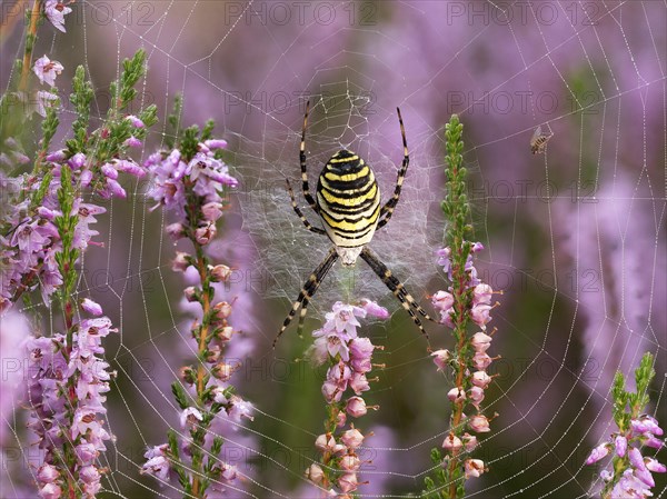 Wasp spider