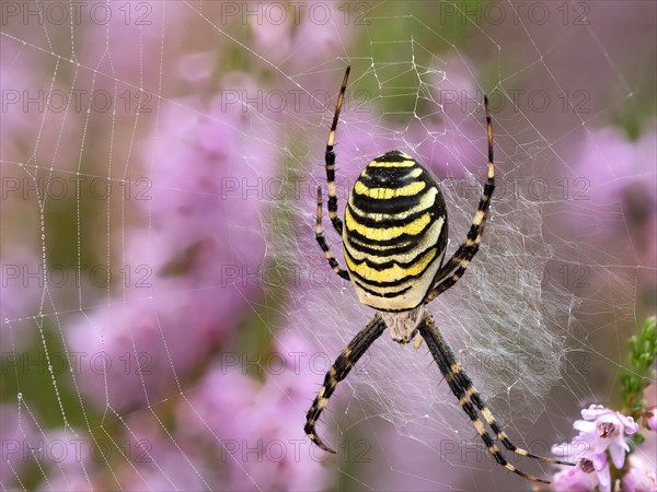 Wasp spider