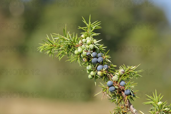 Common juniper