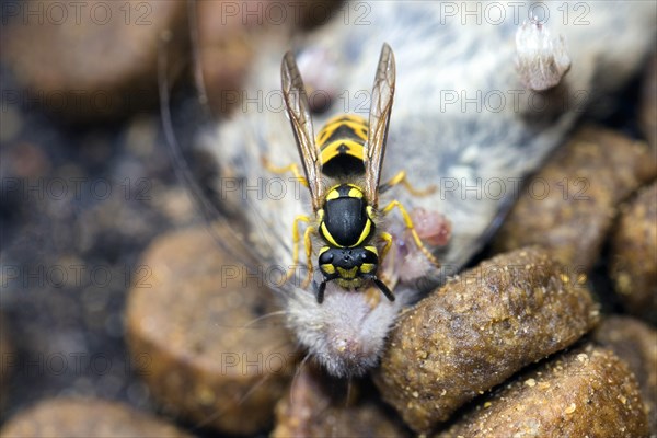 A Wasps