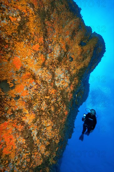 Diver looking at and illuminating Yellow cluster anemones