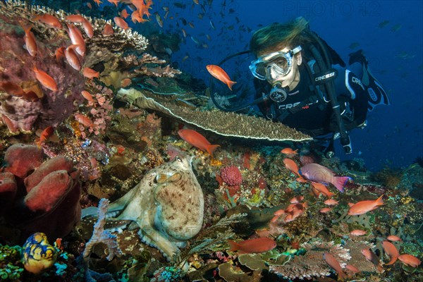 Diver looking at common octopus