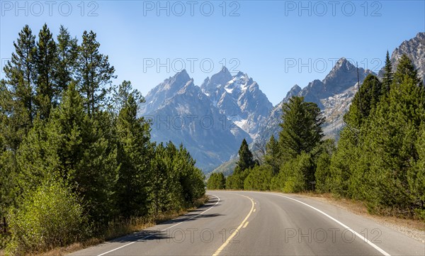 Country road through forest