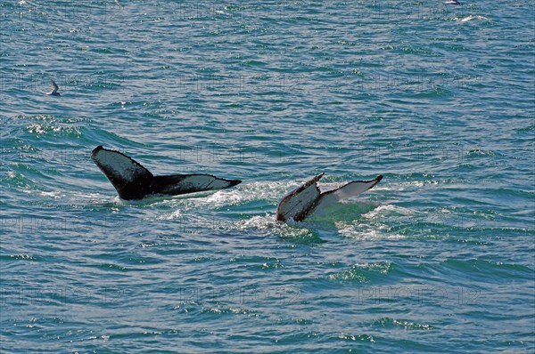 Two humpback whales dive