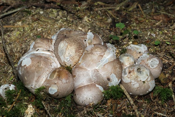 Octopus Stinkhorns