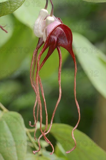 Aristolochia tricaudata