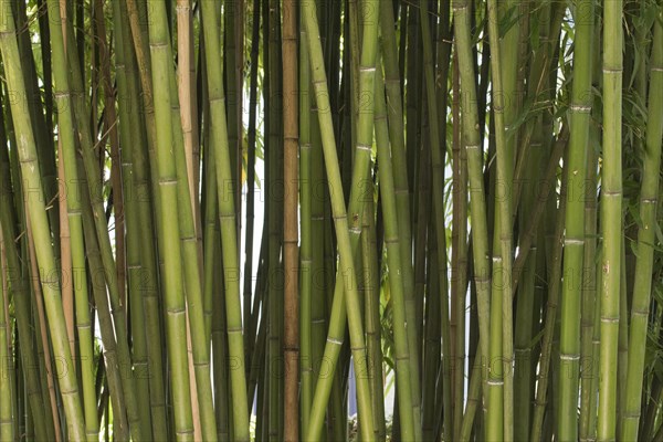 Bamboo