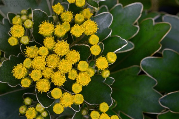 Silver-edged Chrysanthemum