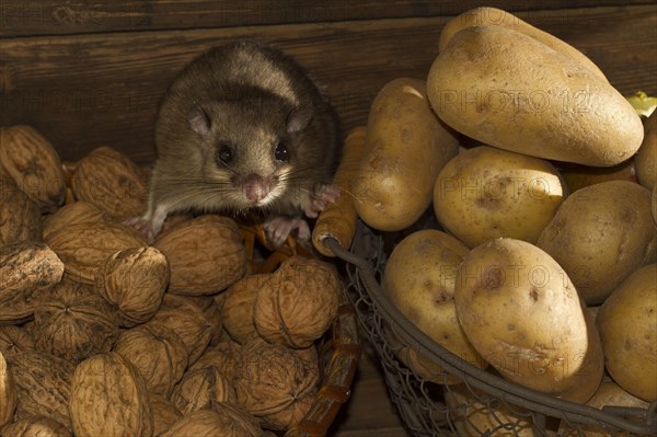 Edible dormouse