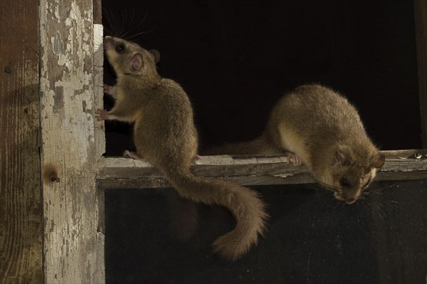 Edible dormouse