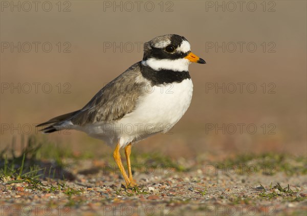 Ringed Plover