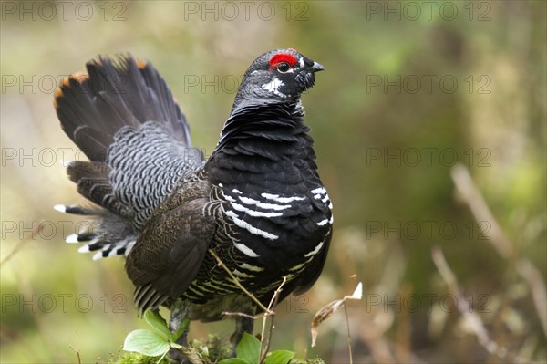 Spruce Grouse