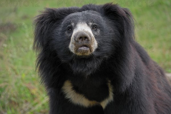 Sloth bear